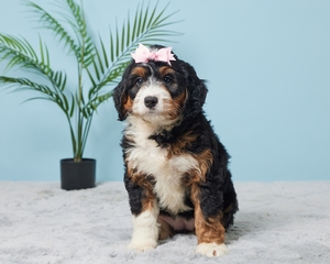 Abby Mini Bernadoodle